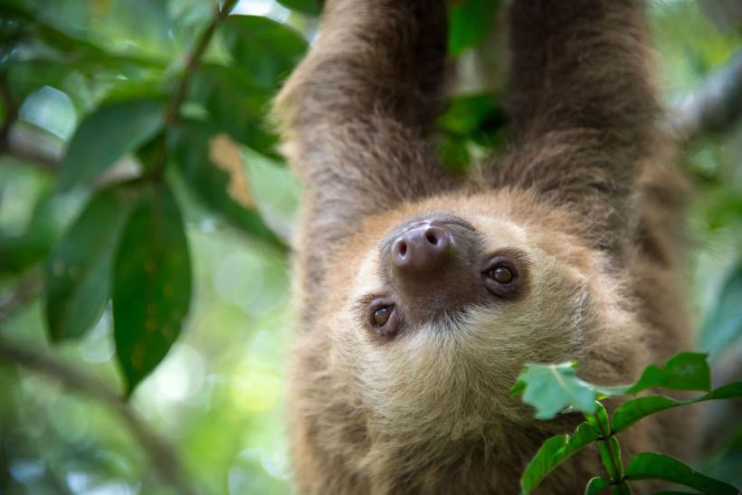 Chránená oblasť Kostariky opičky
