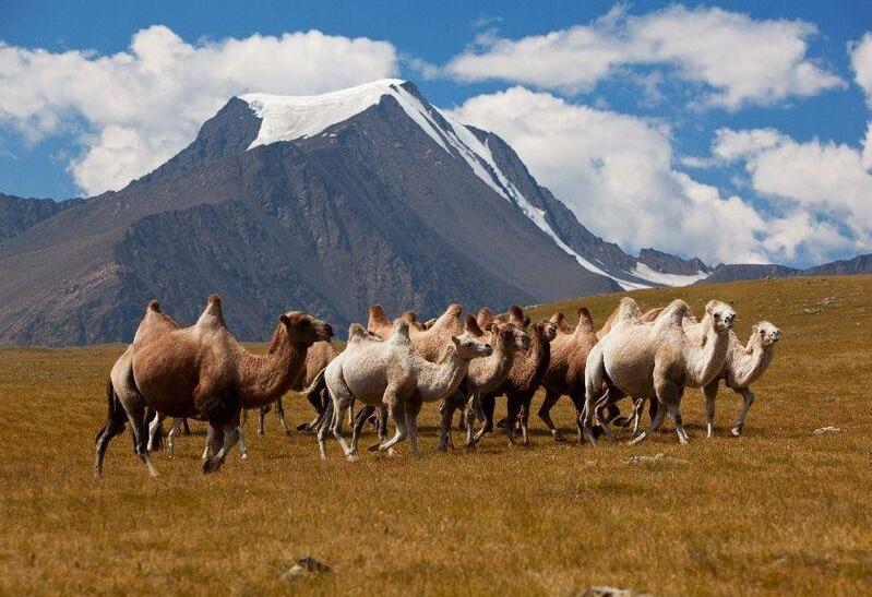 Typické mongolské safari - ťavy dvojhrbé. Foto: depositphotos.com