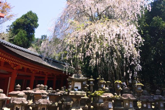 Nara. Japonsko.