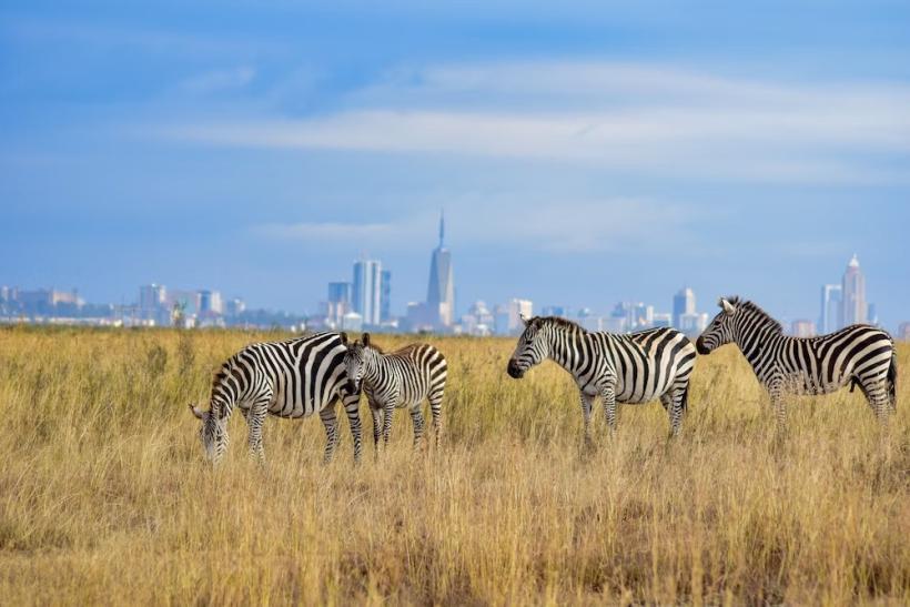 Národný park Nairobi. Keňa