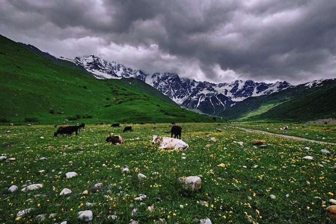 Svaneti stádo kráv