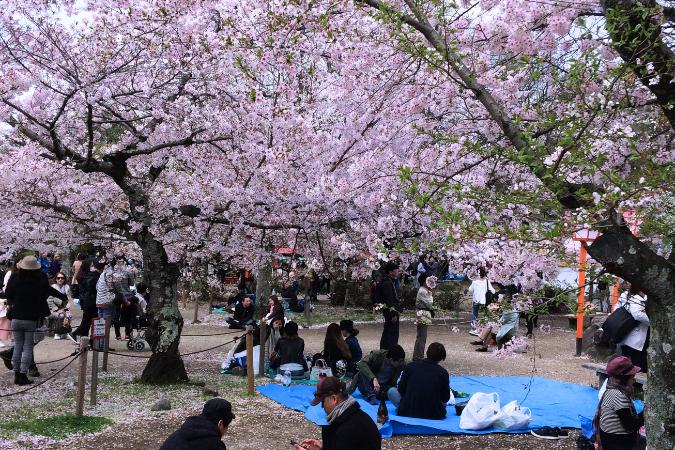 Piknik pod sakurami. Nara. Japonsko