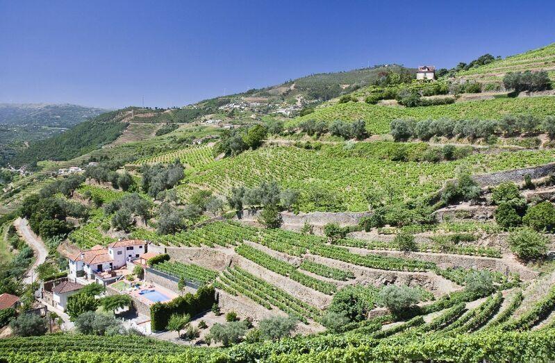 Ochutnali ste už portské víno? Pochádza z vínic povodia rieky Douro. Foto: depositphotos.com