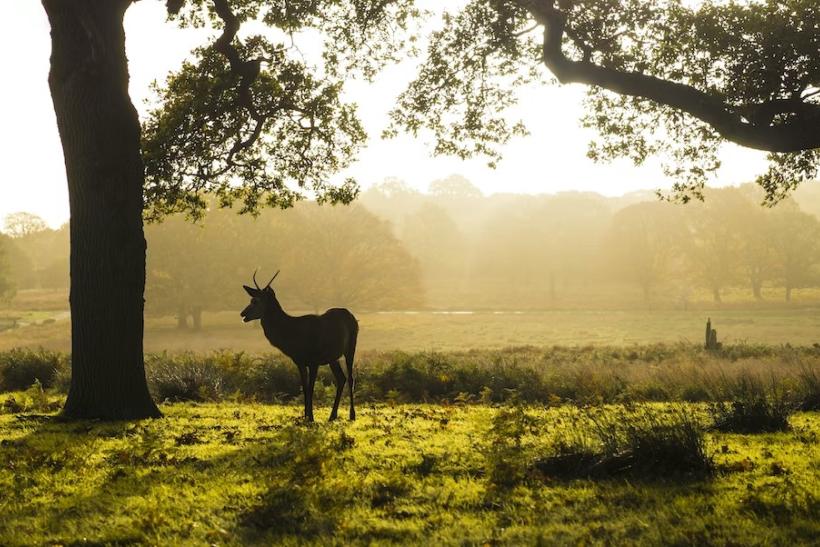 Richmond Park. Londýn