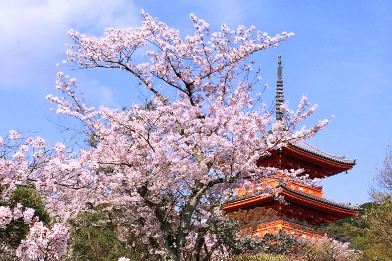 Oranžová vrchná časť chrámu a rozkvitnutá sakura.