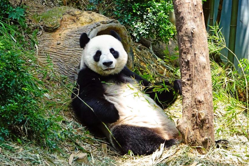 V najstaršej ZOO na svete uvidíte aj pandy, Schönbrunnská ZOO, Rakúsko