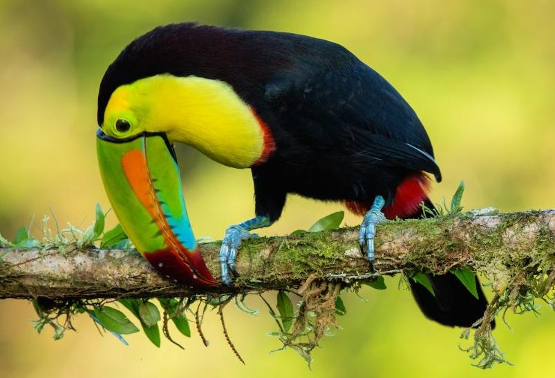 Tucan