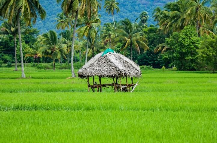 Zelená Kerala