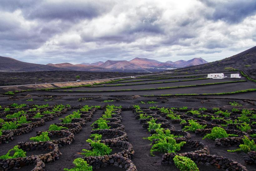 Tmavá vulkanická pôda a vínna réva na Lanzarote.