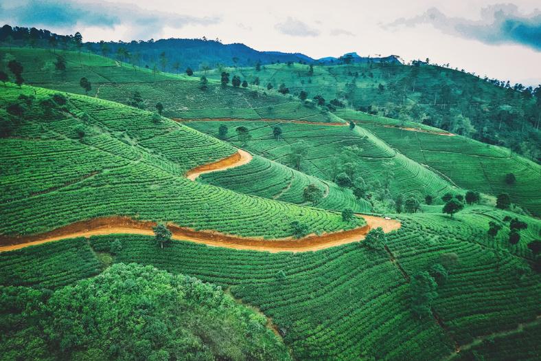 Čajová plantáž. Srí Lanka