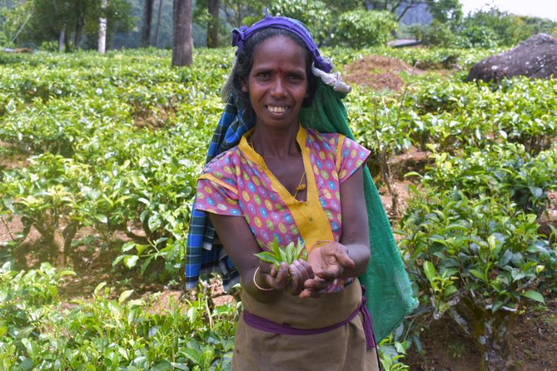 Zbieranie čajových lístkov na plantáži. Srí Lanka