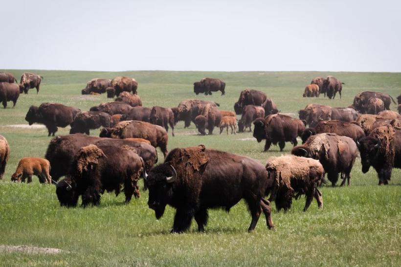 Stádo bizónov v Badlands