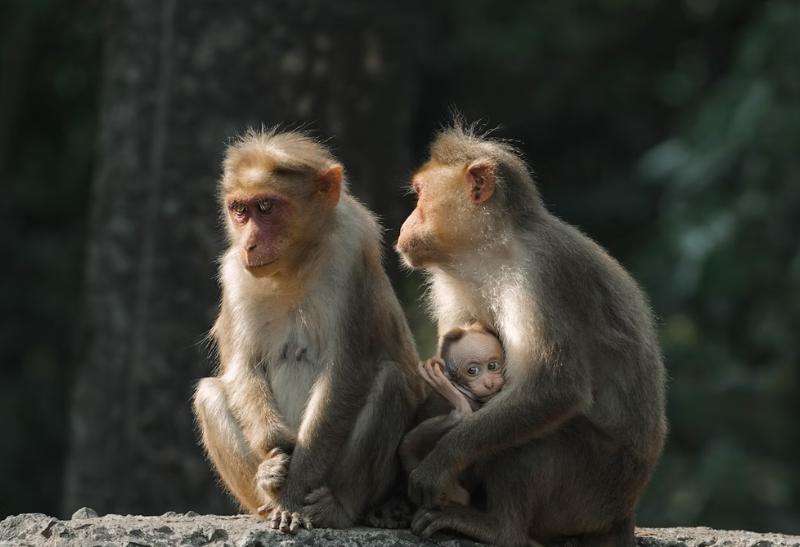 Tri sediace opice v Thekkady v Kerale.