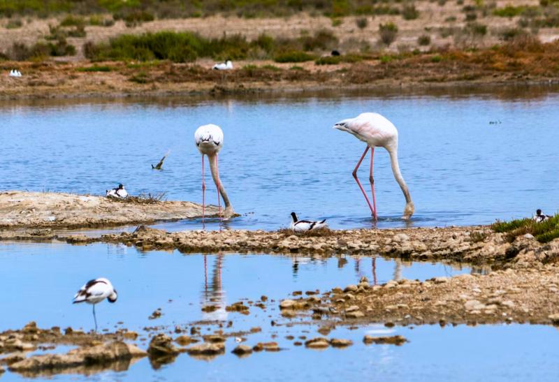 Plameniaky vo vode v národnom parku Doñana