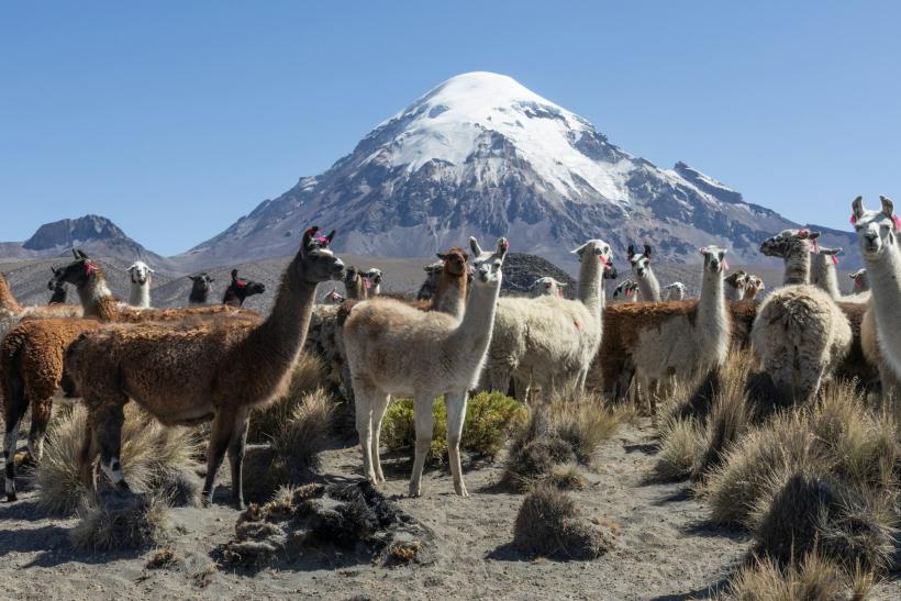 Lamy na Altiplano v Bolívii.