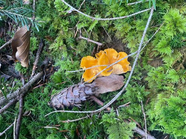 Žlté kuriatka v machu.