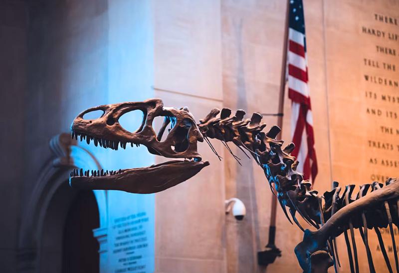 American Museum of Natural History a kostra tyranosaura v New Yorku