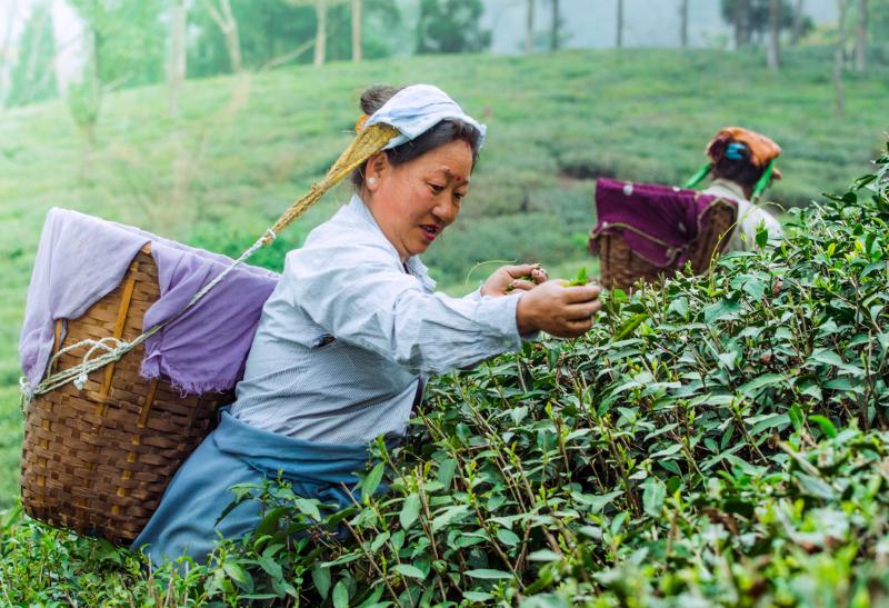 Žena zbiera čajové lístky na plantáži v Darjeeling