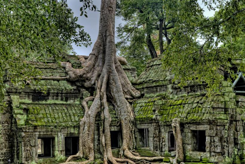 Chrám Angkor Wat a strom.