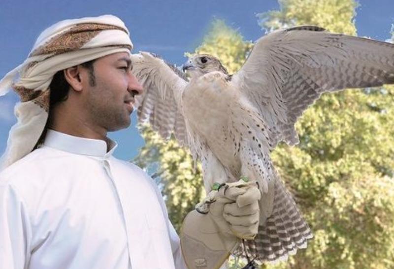 Falcon Abu Dhabi. SAE