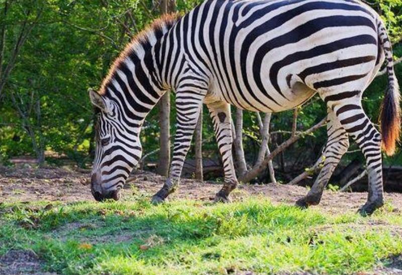 Zebra v Emirates Park Zoo. SAE