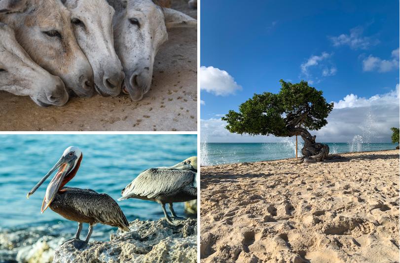Koláž fotiek - fauna ABC ostrovov. Karibik