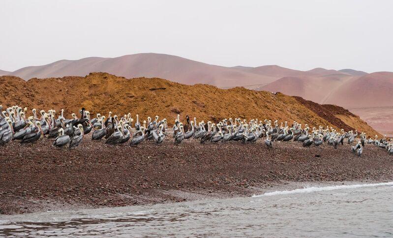 Rezervácia Paracas