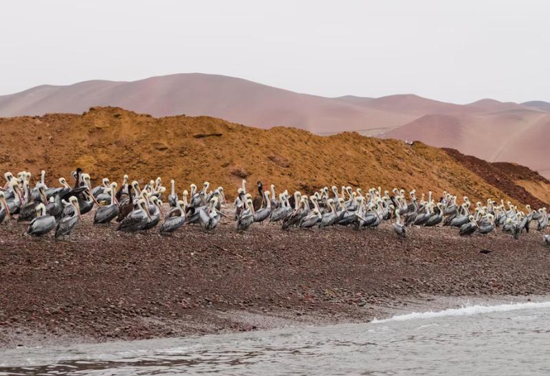 Vátci na ostrove Islas Ballestas v Peru.