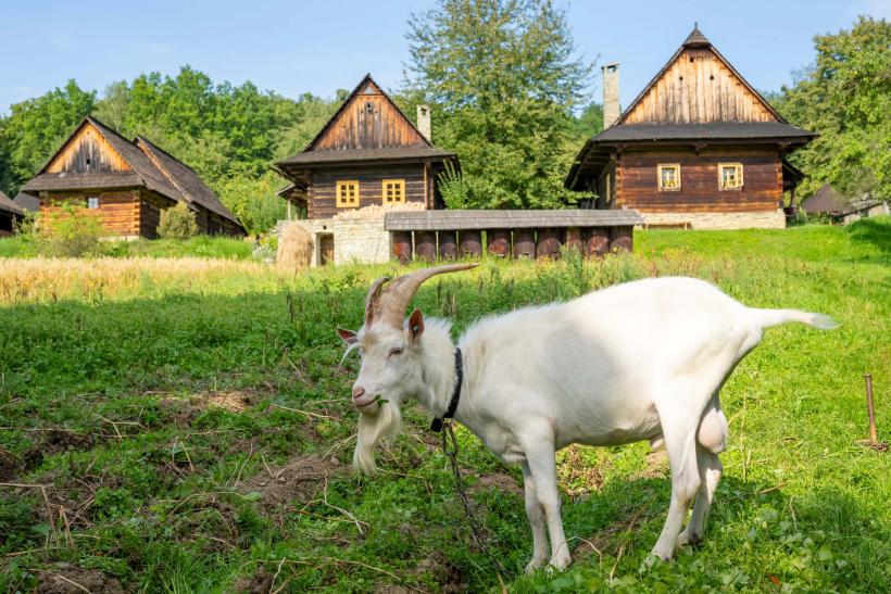 Koza na tráve a drevené domy v kraji Valašsko.