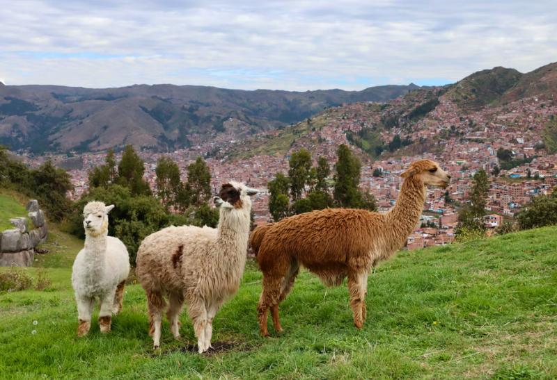 Tri lamy a Saqsaywaman v Cuzco v Peru.