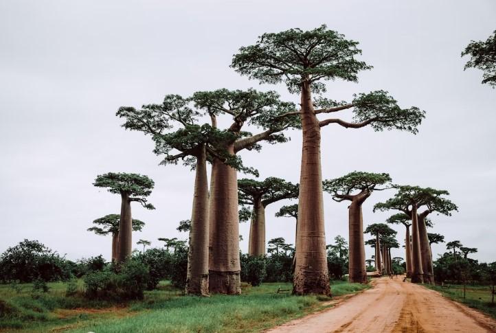 Madagaskarské baobaby.