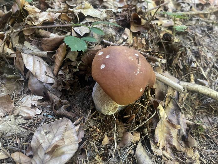 Dubák medzi suchým lístím.