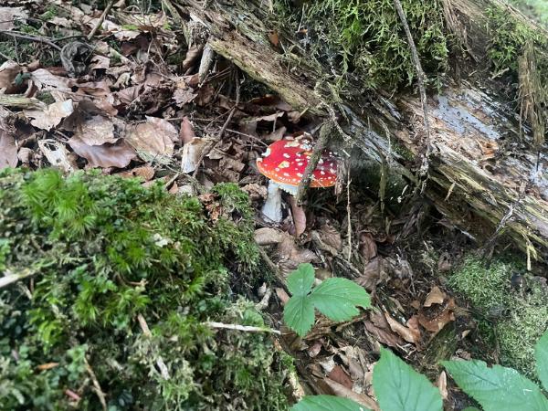 Červená muchotrávka v lese.