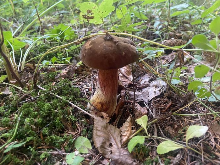 Modrák v lístí v horách.