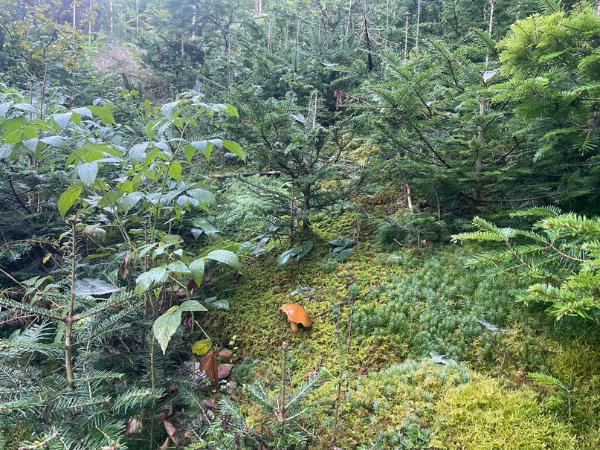 Masliaky na machu v lese.