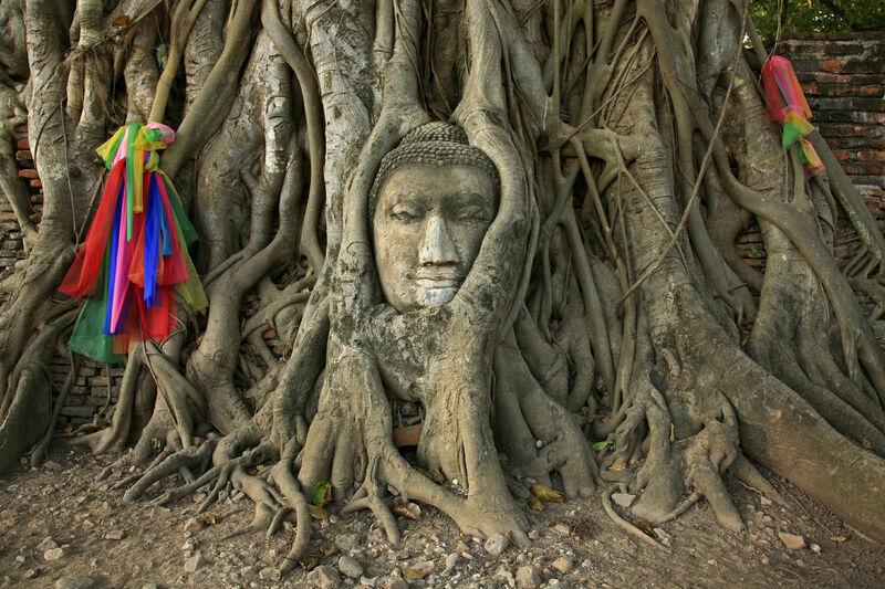 Socha Budhy v strome, Ayutthaya