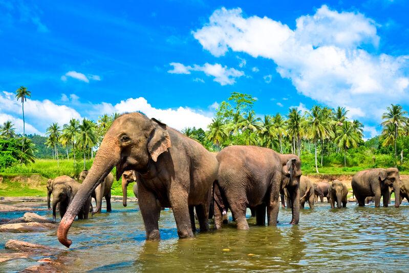 Slony na Srí Lanke
