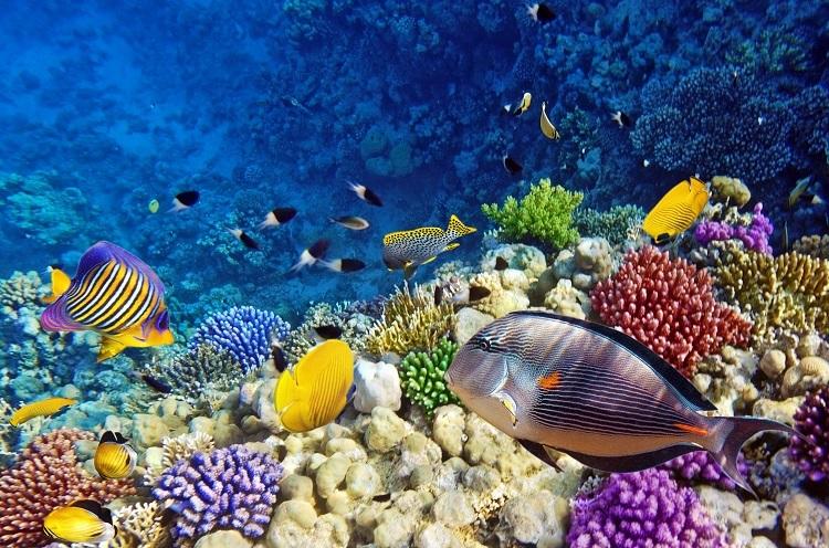 Unikátne koralové útesy s rybami, ktoré nájdete len tu,