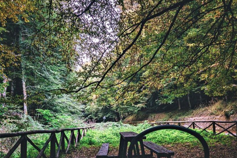 Puglia Foresta Umbra