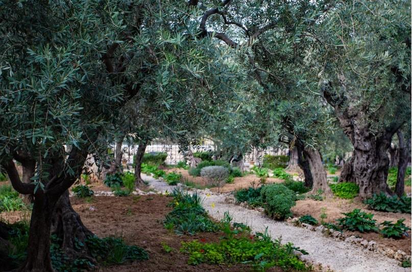Getsemanská záhrada