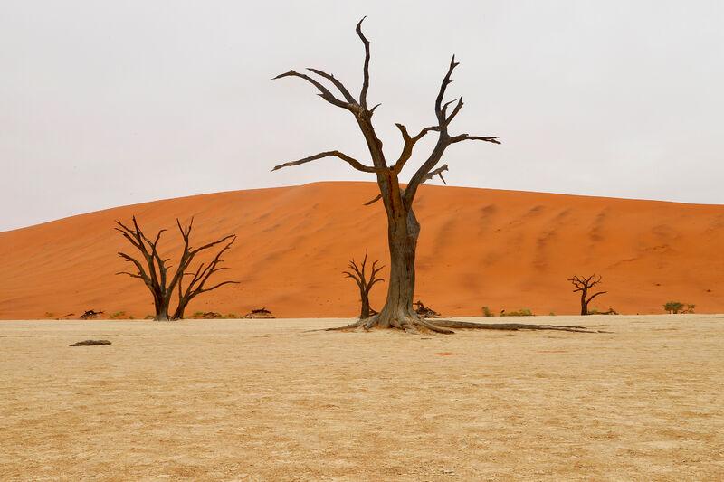 Vyschnuté stromy v Deadvlei