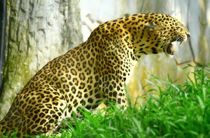 leopard