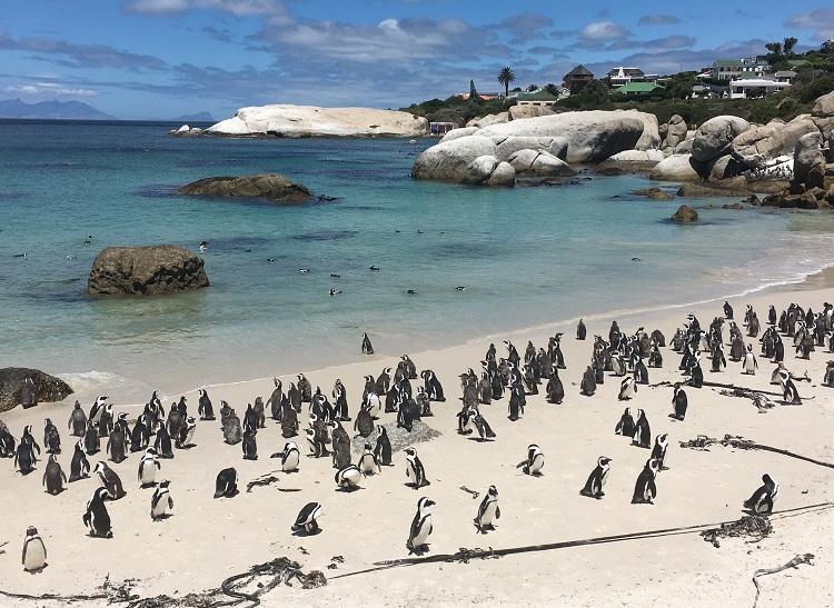 Aj kolóniu cca 3000 tučniakov nájdete na Boulders Beach v Juhoafrickej republike. Foto: archív CK SATUR