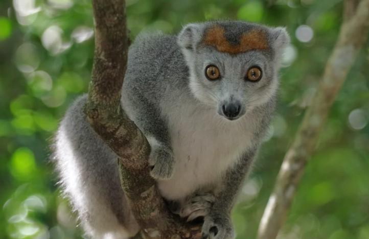 Lemur. Madagaskar