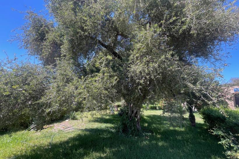 Zelený rozkvitnutý argánový strom v záhrade v Maroku.