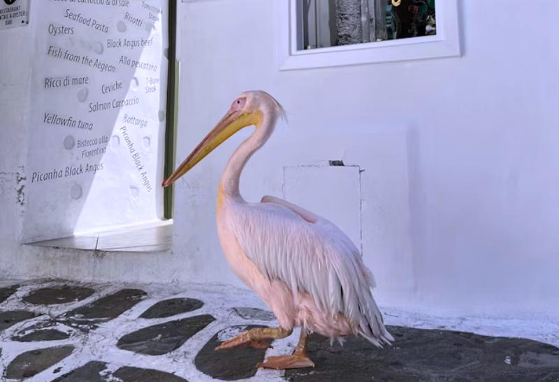 Pelikán Petros na ostorve Mykonos.