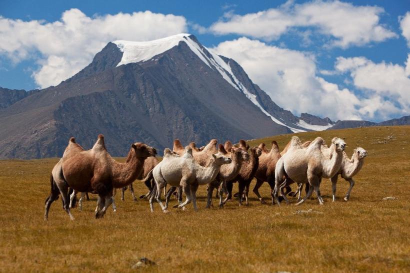 Očarujúca príorda a život miestnach sú hlavné lákadlá Mongolska. FOTO: depositphotos.com