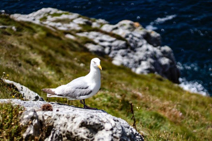 Pointe de Pen-Hir