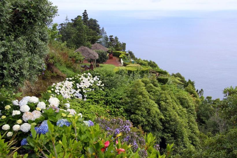 Ostrov Sao Miguel je jediným miestom v Európe, kde pestujú čajovník. FOTO: depositphotos.com