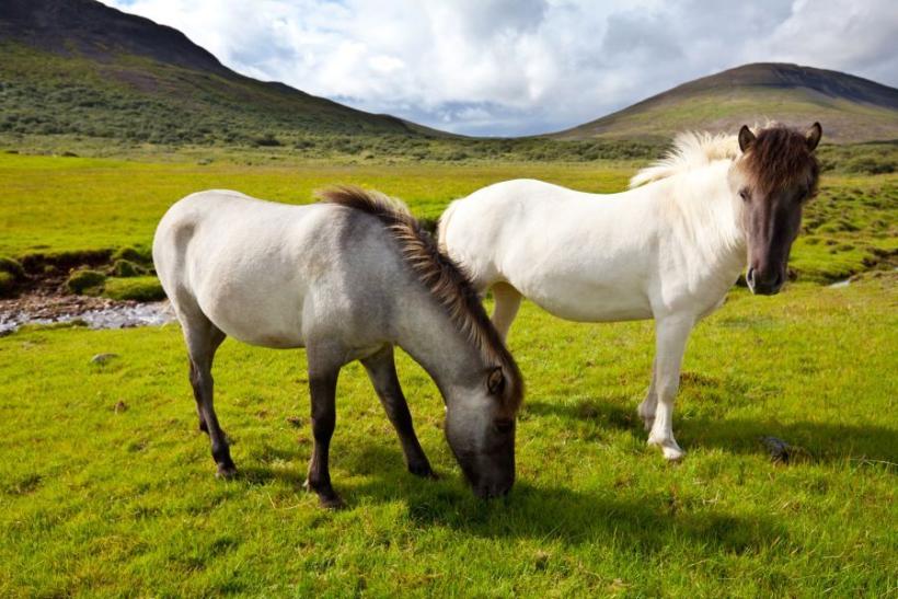 Islandské kone